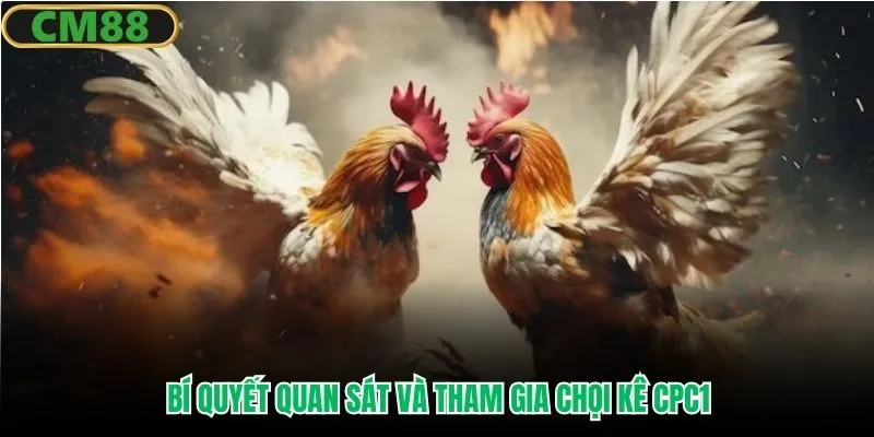 Bí quyết quan sát và tham gia chọi kê CPC1