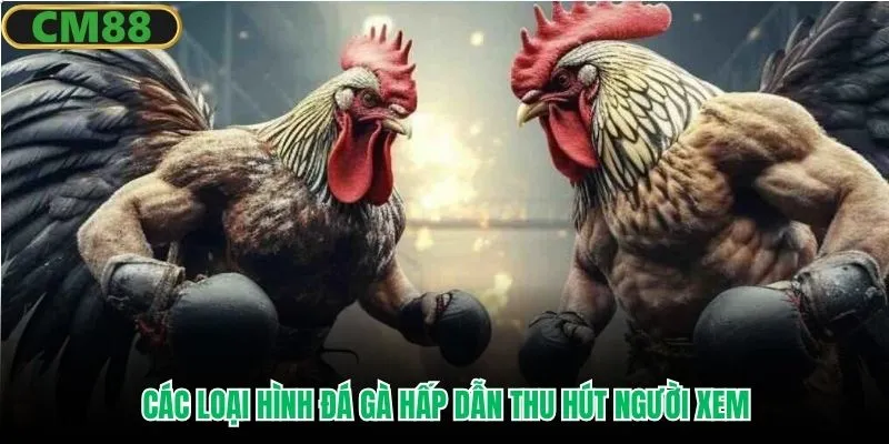 Các loại hình đá gà hấp dẫn thu hút người xem